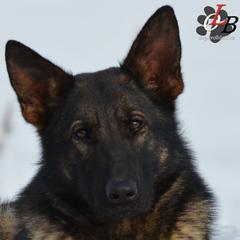 Urri - German Shepherd