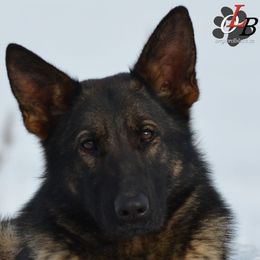 Urri - German Shepherd