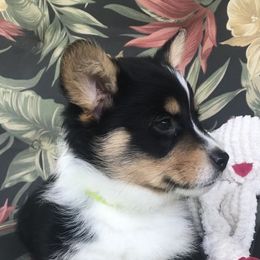 Hickory Springs Owen - Black and tan Pembroke Welsh Corgi puppy in Lima, New York from Hickory Springs Corgis