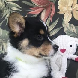 Hickory Springs Owen - Black and tan Pembroke Welsh Corgi puppy in Lima, New York from Hickory Springs Corgis