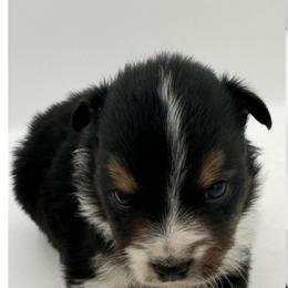 Australian Shepherd and Miniature Australian Shepherd Puppies from The Great Bambino SunState Aussies!