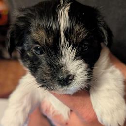 Joan - Black & tan tri-color female Morkie puppy in Dighton, Massachusetts from Massachusetts Morkies