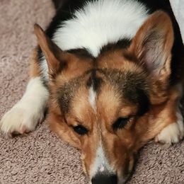Pembroke Welsh Corgis from Meraki Corgis