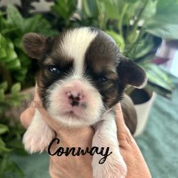 Conway - Black gold and white male Cavatzu puppy in Oklahoma from Rocky Oak Cavaliers & Biewer Terriers LLC