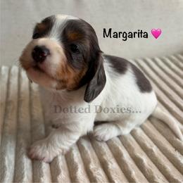 Margarita - Dapple female Dachshund puppy in Havana, Florida from Dotted Doxies