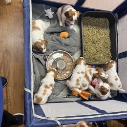 Brittany Puppies from Christmas Acres Brittanys
