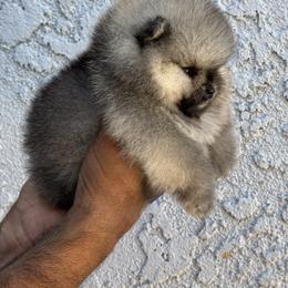 Pomeranian Puppies from Uniquepombabies