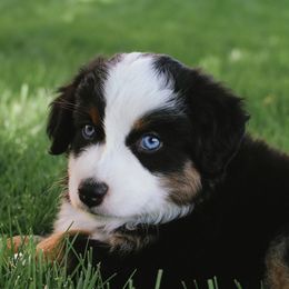 Miniature American Shepherds and Miniature Australian Shepherds from Twisted H Aussies