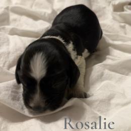 Girl 3 - female English Springer Spaniel puppy in Arcadia, Florida from Redemption Fields Springer Spaniels
