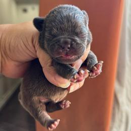 Mochi - Tricolors female French Bulldog puppy in Porter, Texas from Whatabulldog