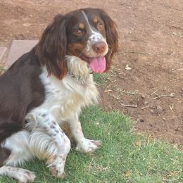 Scout - English Springer Spaniel