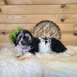 F1B Meet Annie :) - Tri-color female Cavapoo puppy in Centerville, Iowa from Barnyard Dachshunds, Dals & Doodles