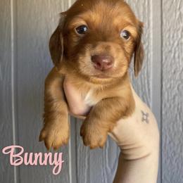 Dachshund Puppies from Long Dog Ranch