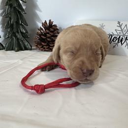 Red - Yellow female Labrador Retriever puppy in Newton Grove, North Carolina from Wayalife Labradors & Gsp’s