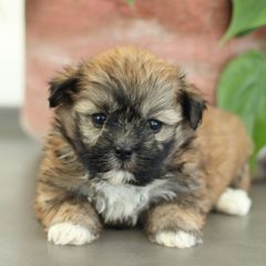 Maltipoo, Shichon, and Shihpoo Puppies from Timbercreek Puppies