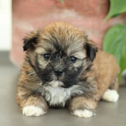 Maltipoo, Shichon, and Shihpoo Puppies from Timbercreek Puppies