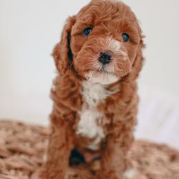 Ronnie - Red  male Goldendoodle puppy in Chandler, Arizona from K Farm Doodles