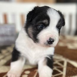 Jim - Black tri male Miniature Australian Shepherd puppy in Bethany, Illinois from Rachel at Marrowbone Creek Aussies
