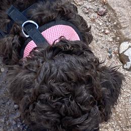 Lagotto Romagnolo Puppies from Fino Lagotto