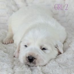 Purple collar - White female Great Pyrenees puppy in Yakima, Washington from Naches Heights Ranch