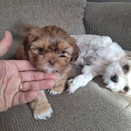 Shih Tzu Puppies from Highland Farms Shih Tzu & Imperial Beauties