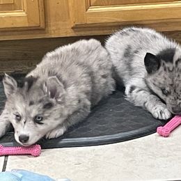 Pomsky Puppies from Urban Sky Kennel