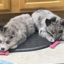Pomsky Puppies from Urban Sky Kennel
