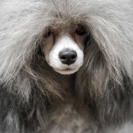 Poodles from Kalinka Poodles