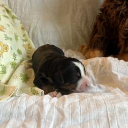 Boy 6 Mathew - male Bernese Mountain Dog puppy in Thomasville, North Carolina from Beitzel Babies