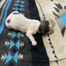 Doggie - Parti male Lhasa Apso puppy in Fort Worth, Texas from Cynthia's Lhasa Apsos
