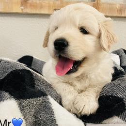 Mr. Blue - Light golden male Golden Retriever puppy in Carmichael, California from Sadie Lane Family Goldens