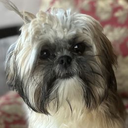 Grâce - Shih Tzu puppy from Maison Petit Lion