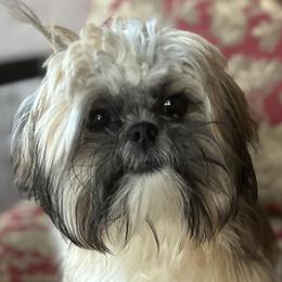 Grâce - Shih Tzu puppy from Maison Petit Lion