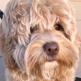 Australian Labradoodles from Sweet Home Labradoodles