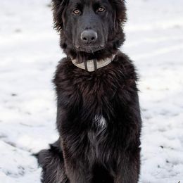 German Shepherd Puppies from Chattanooga Tn German Shepherds