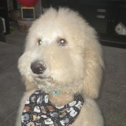 Marley - Apricot male Poodle puppy in Pueblo West, Colorado from Little Paws Poodles