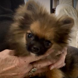 Companion Cross puppies from Heartland Pomeranians and Chihuahuas