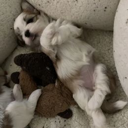 Havanese from Jacqueline Carney
