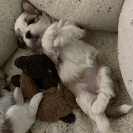 Havanese from Jacqueline Carney