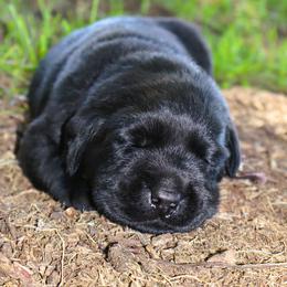 Pumpkin - Black male Labrador Retriever puppy in Camden, Indiana from Prebleridge Acres