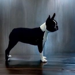 JaneDoe - Boston Terrier
