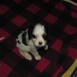 Boy 1 - Tri-color male Cavalier King Charles Spaniel puppy in Harvard, Illinois from Lori's Cavalier King Charles Spaniels & Dachshunds