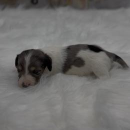 Black and Cream Dapple Piebald Longhair Girl - Dapple female Dachshund puppy in Killeen, Texas from Southern Dachshunds