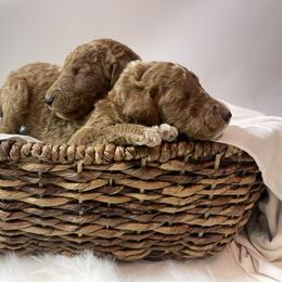 Goldendoodle Puppies from Kutedoodle