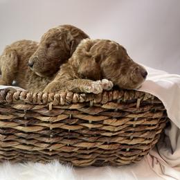 Goldendoodle Puppies from Kutedoodle