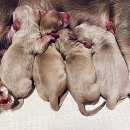 Coney - Fawn (isabella) and cream female Dachshund puppy in Fontana, California from DOXI.E.