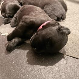 Xena - Black female Giant Schnauzer puppy in Noblesville, Indiana from Stratton House Kennels