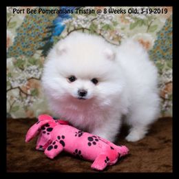 Pomeranian Puppies from Port Bee Pomeranian’s