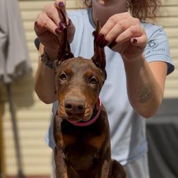 Dark Pink Collar Girl - Red and rust female Doberman Pinscher puppy in Stow, Ohio from Imperium Dobermann