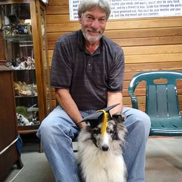 Mikey - Shetland Sheepdog